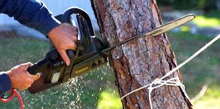 Best Storm Damage Tree Cleanup  in South Tucson, AZ