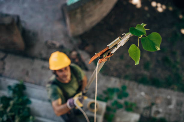 Trusted South Tucson, AZ  Tree Services Experts